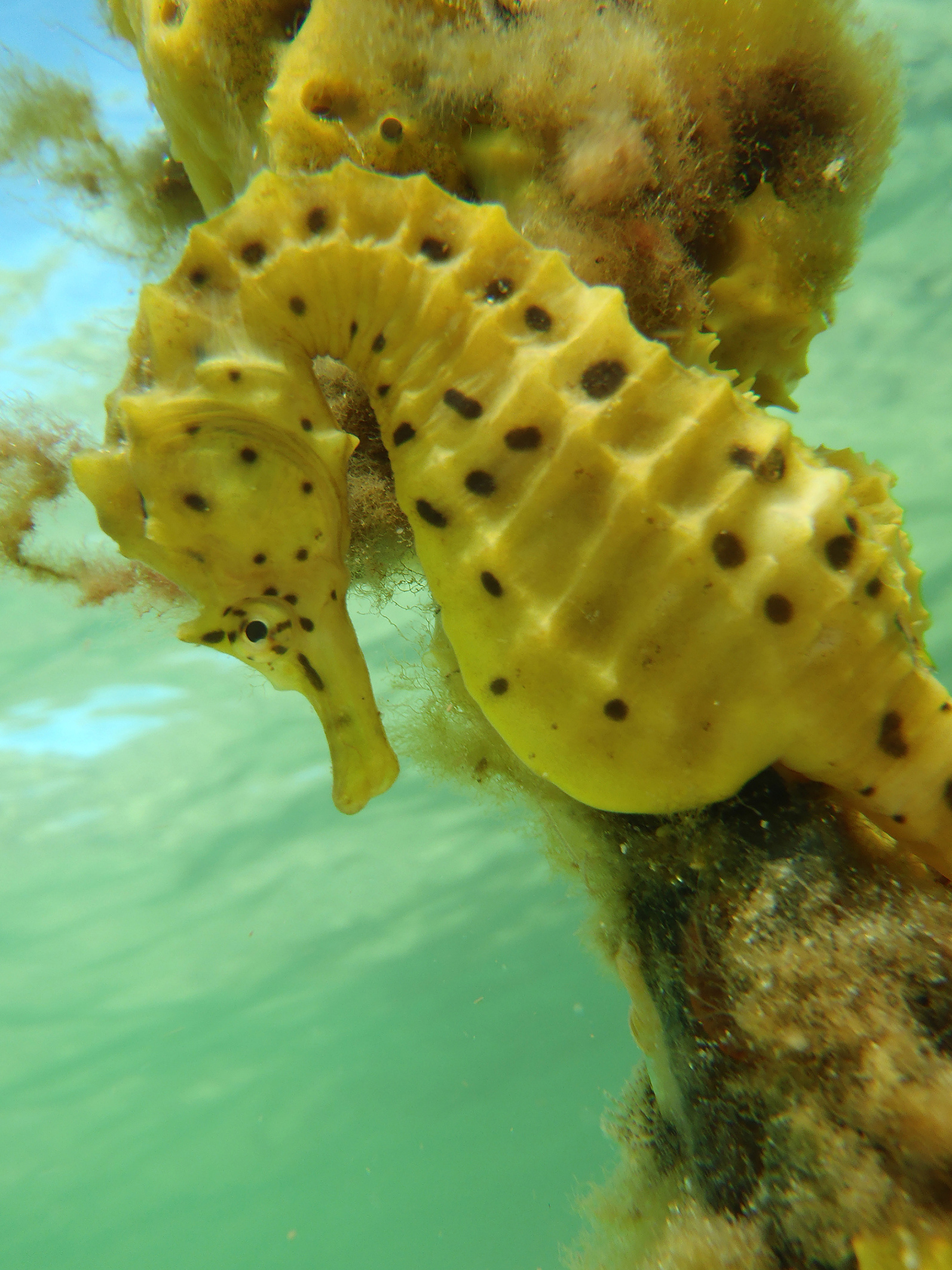 Potbelly Seahorse close up photograph with it's tail wrapped around seaweed. Photograph taken at The Dell in Clifton Springs, Victoria, Australia by planetdesigns.net