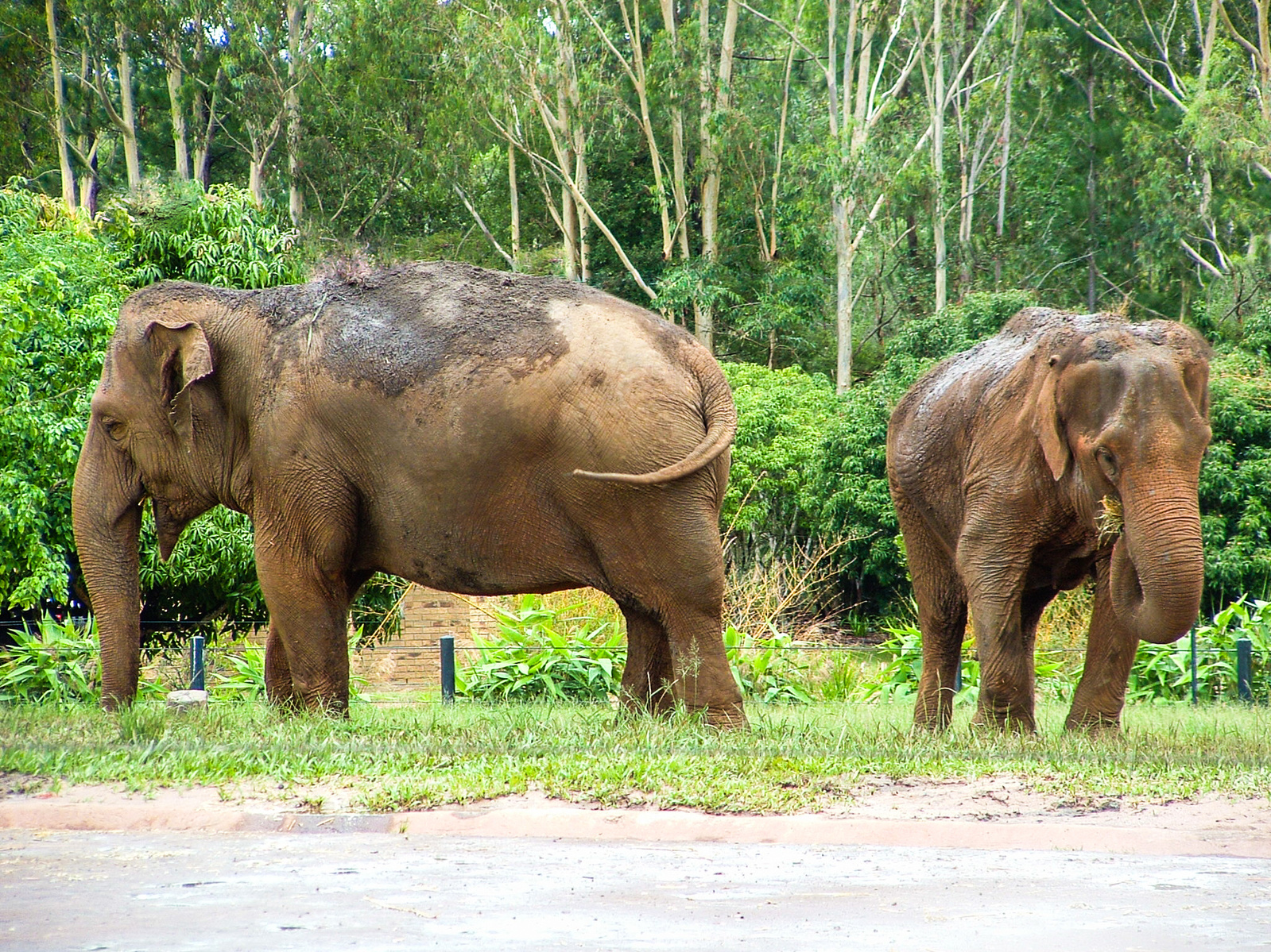 Two elephants with tails swaying standing in front of a green forest. Photo taken by planetdesigns.net