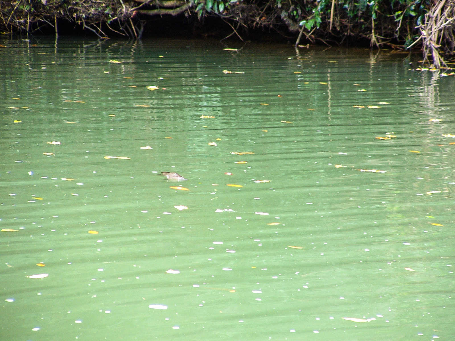 A Platypus swimming in a fresh water creek in Queensland, Australia. Photo taken by planetdesigns.net