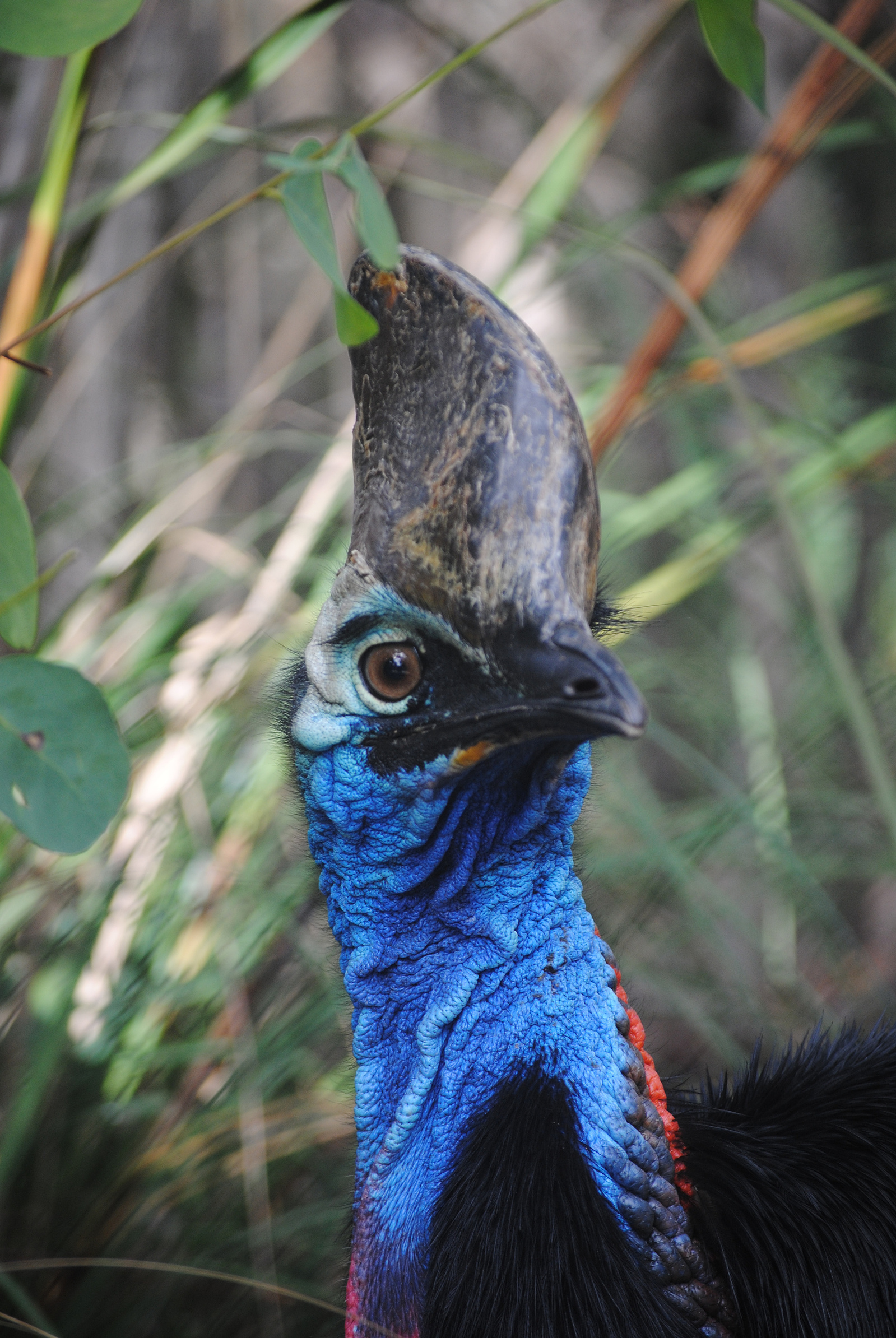 A Southern Cassowary close up of head with Australian Rainforest behind it. Photo taken by planetdesigns.net