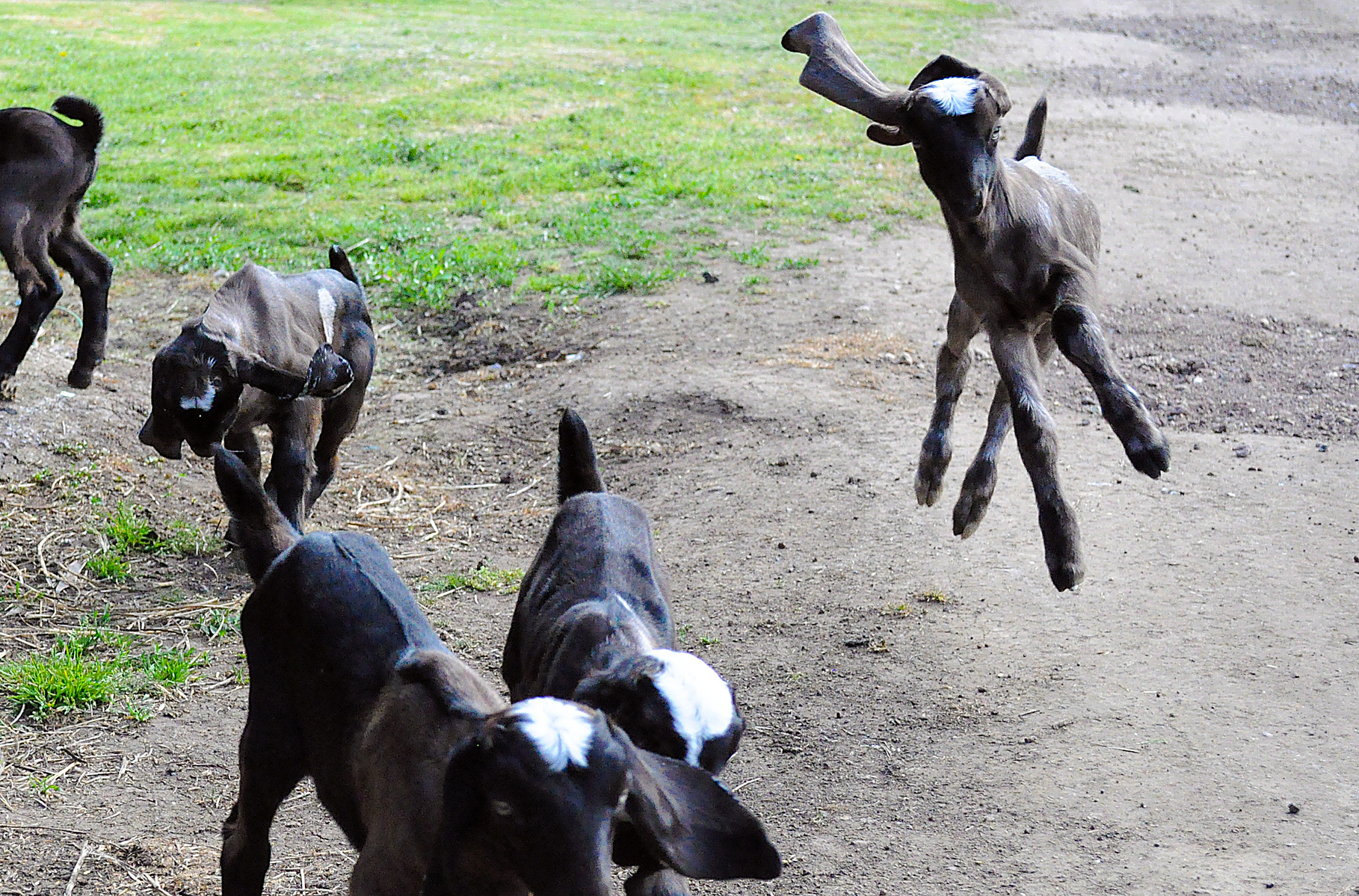 5 Baby goats on a farm walking along and one is jumping excitedly into the air with its ears flapping out. Photo taken by Planet Designs Kids.