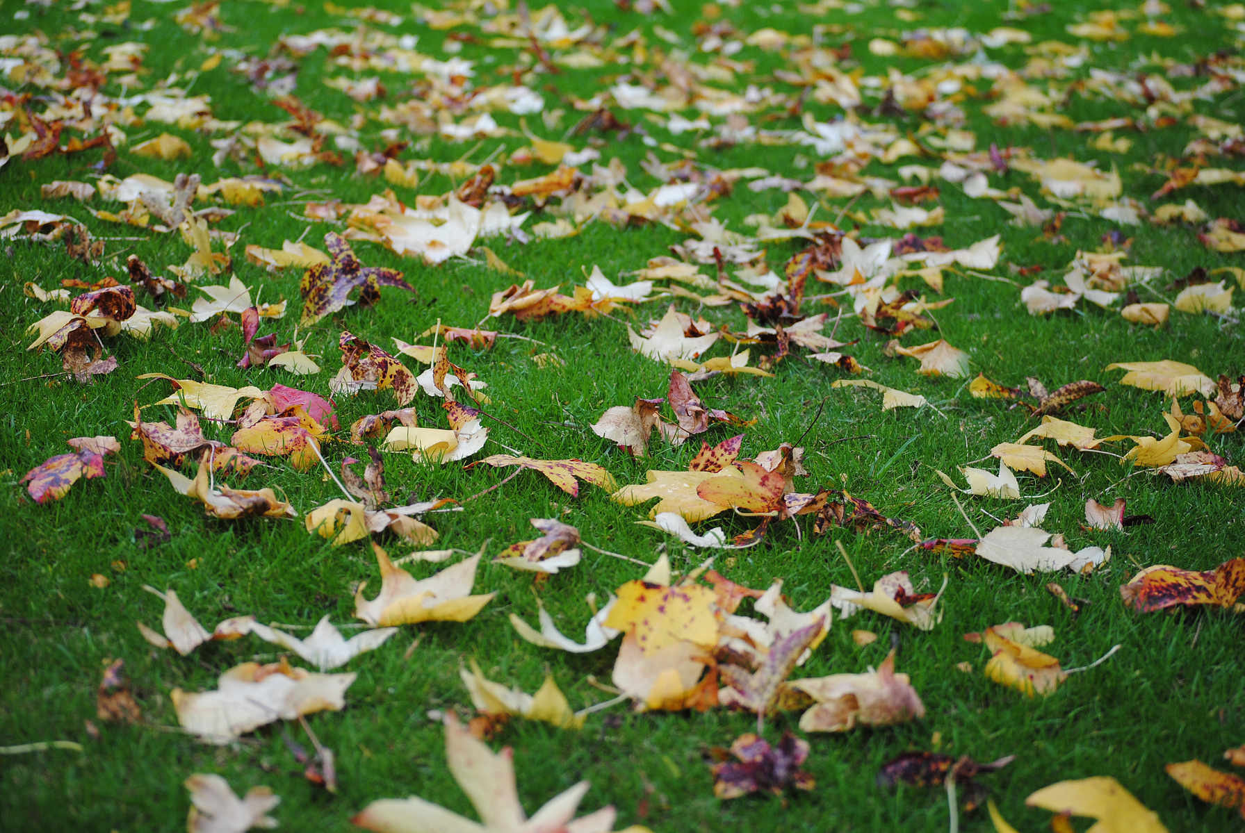 Autumn leaves scattered across green grass in Australia. Photo taken by planetdesigns.net