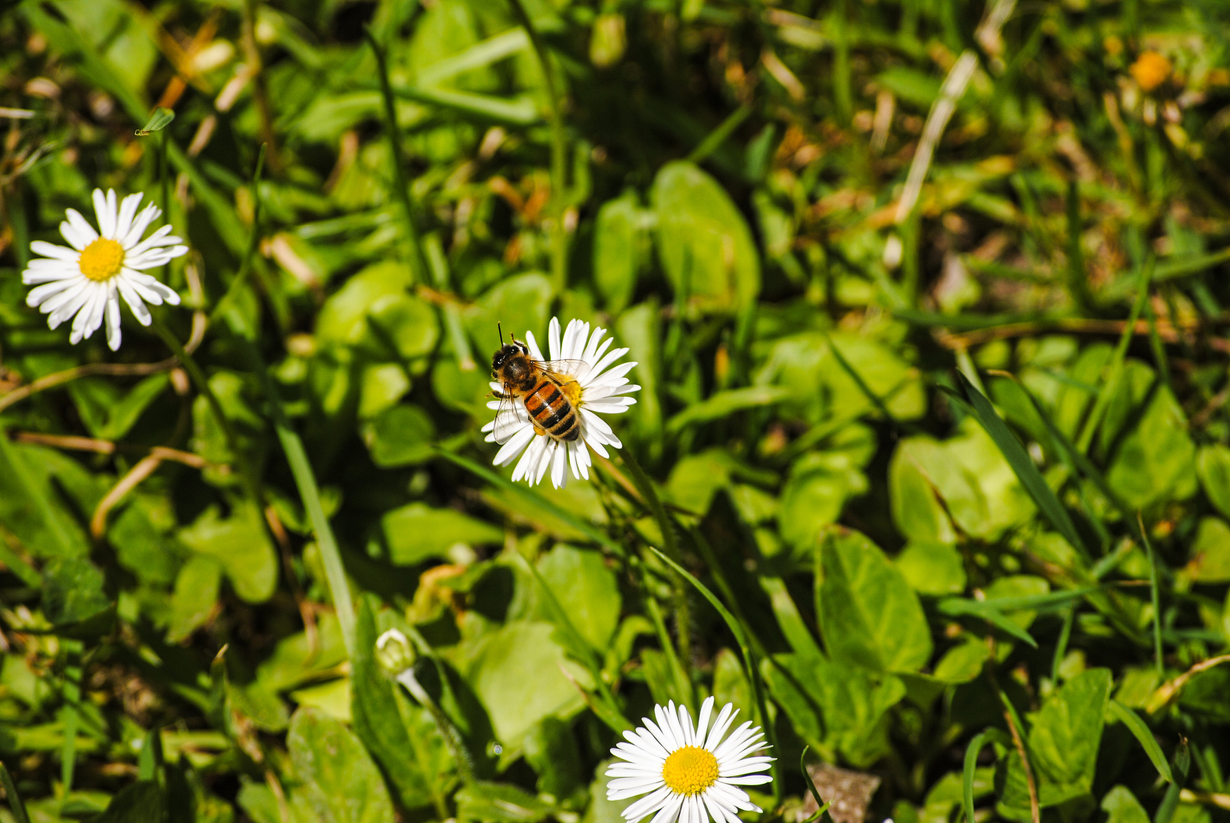 A bee on a daisy flower amongst the grass in Spring. Photo taken by planetdesigns.net