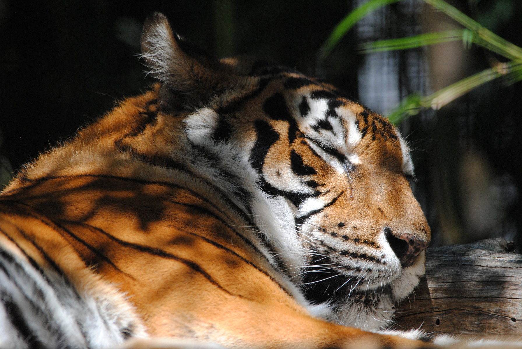 Tiger lying in grass sleeping. Close up of head and shoulder. Photo taken by planetdesigns.net  