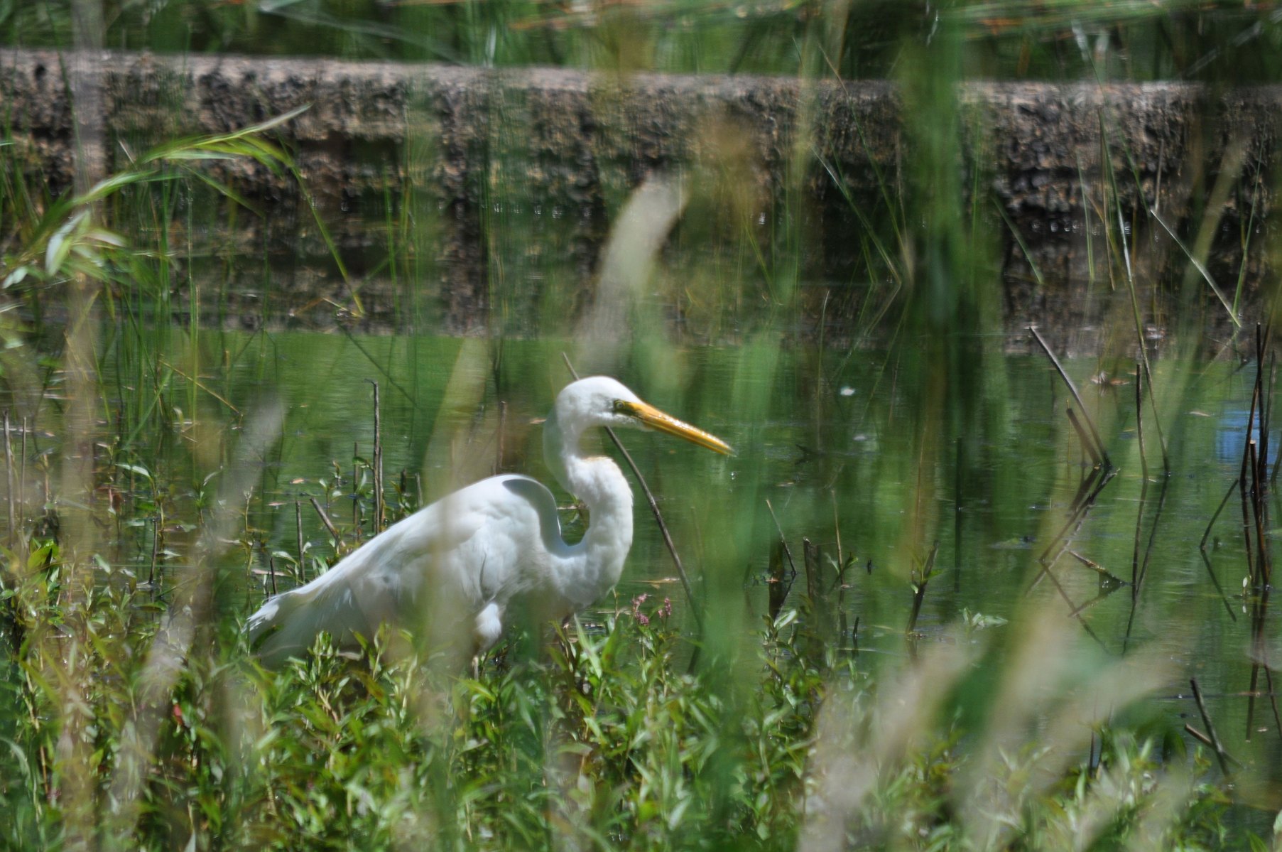 White Heron hunting frogs in its natural habitat of a waterhole with reedy grass around it. Photo taken by Planet Designs Kids.
