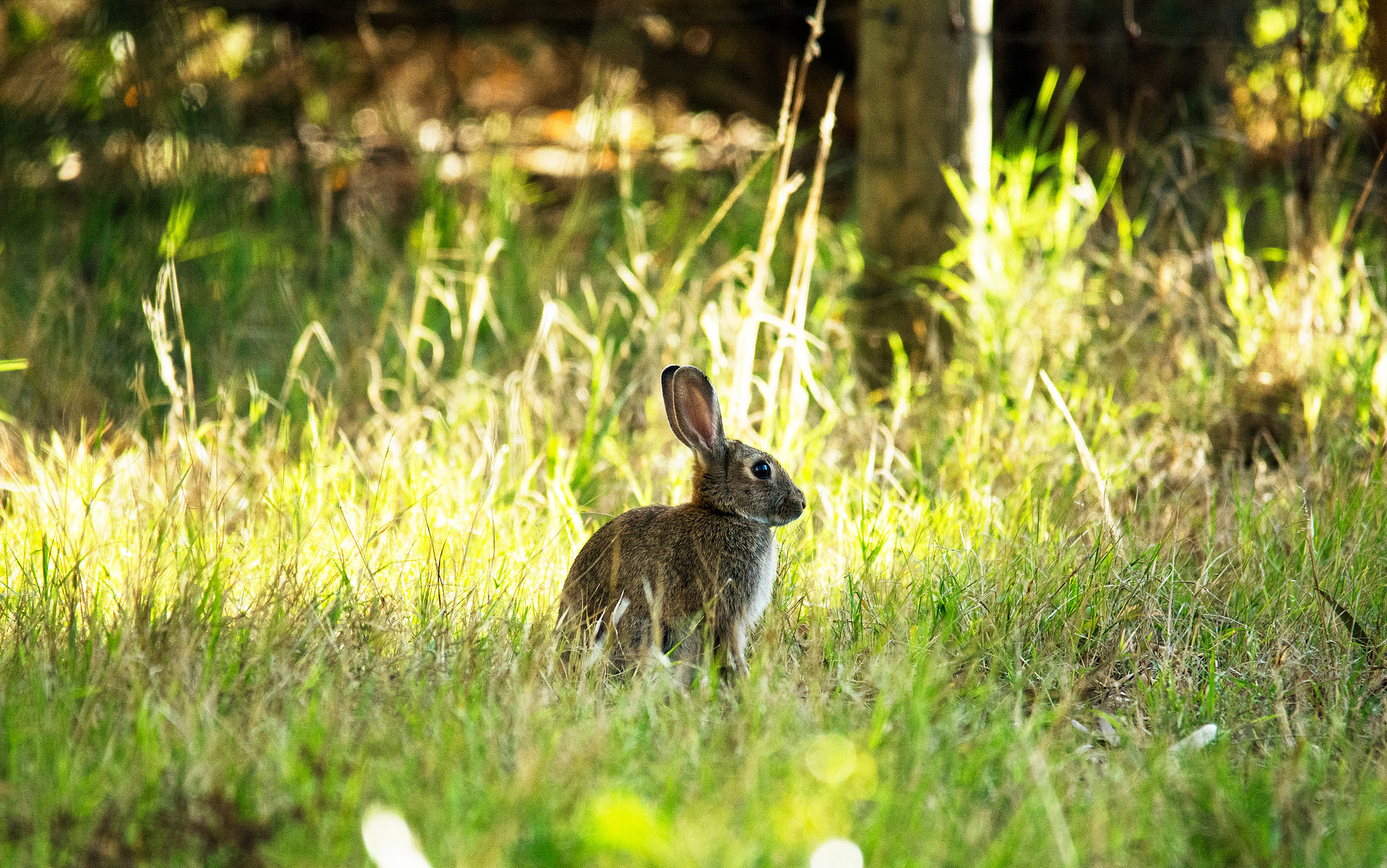 A rabbit sitting amongst the grass with ears up and listening in the shadows of a tree, next to a ray of sunshine. Photograph taken by planetdesigns.net