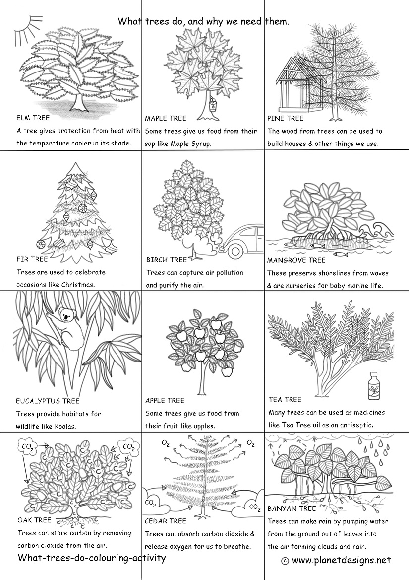 12 trees to colour with different reasons how they benefit us. The trees include: Elm, Maple, Pine, Fir, Birch, Mangrove, Eucalyptus, Apple, Oak, Cedar, Banyan & Tea Tree.