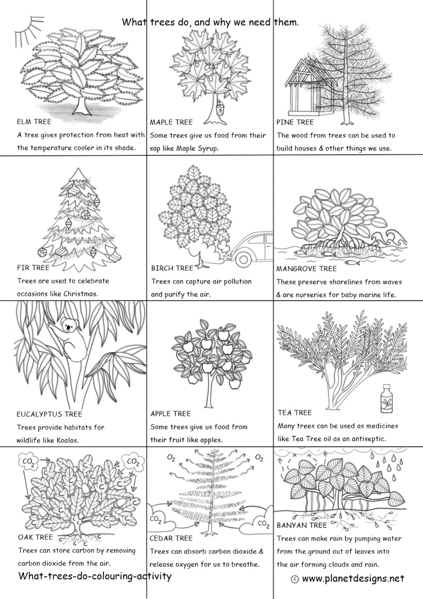 12 trees to colour with different reasons how they benefit us. The trees include: Elm, Maple, Pine, Fir, Birch, Mangrove, Eucalyptus, Apple, Oak, Cedar, Banyan & Tea Tree.