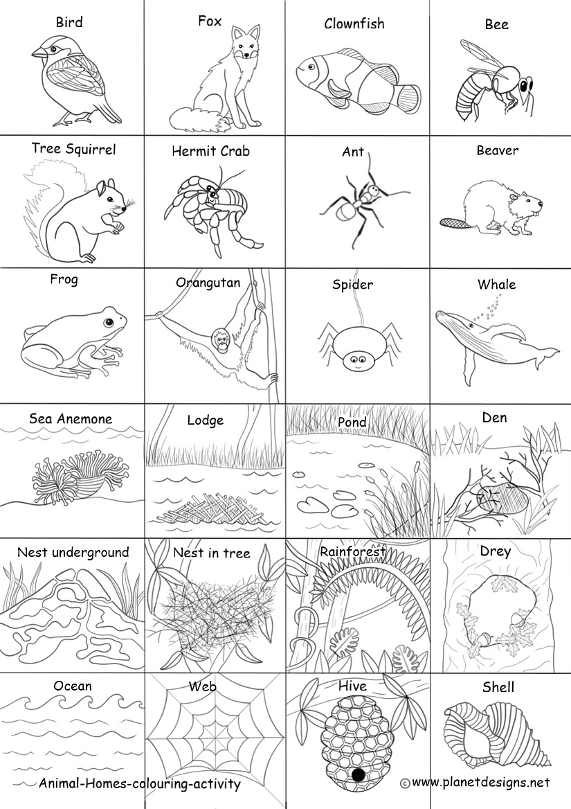 12 animals: bird, fox, clownfish, bee, tree squirrel, hermit crab, ant, beaver, frog, orangutan, spider, whale. 12 homes: sea anemone, lodge, pond, den, nest underground, nest in tree, rainforest, drey, ocean, web, hive, shell. To colour, cut out & match.