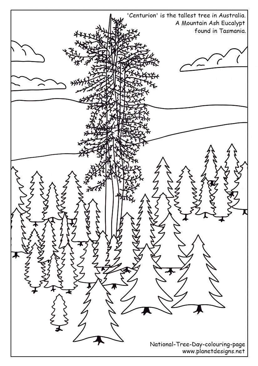 Centurion the tallest tree in Australia, towering over the other trees in the forest, with clouds in the background. To colour, collage & encourage environmental awareness in children. Designed by Planet Designs Kids  