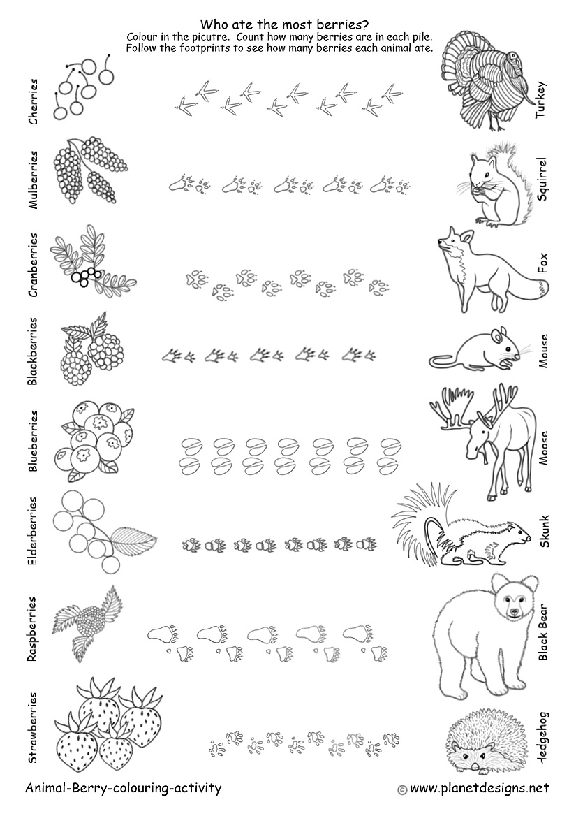 Berries, wild animals & footprints to colour, count & problem solve. There's Cherries, Mulberries, Cranberries, Blackberries, Blueberries, Elderberries, Raspberries & Strawberries. Also a Turkey, Squirrel, Fox, Mouse, Moose, Skunk, Black Bear & Hedgehog.