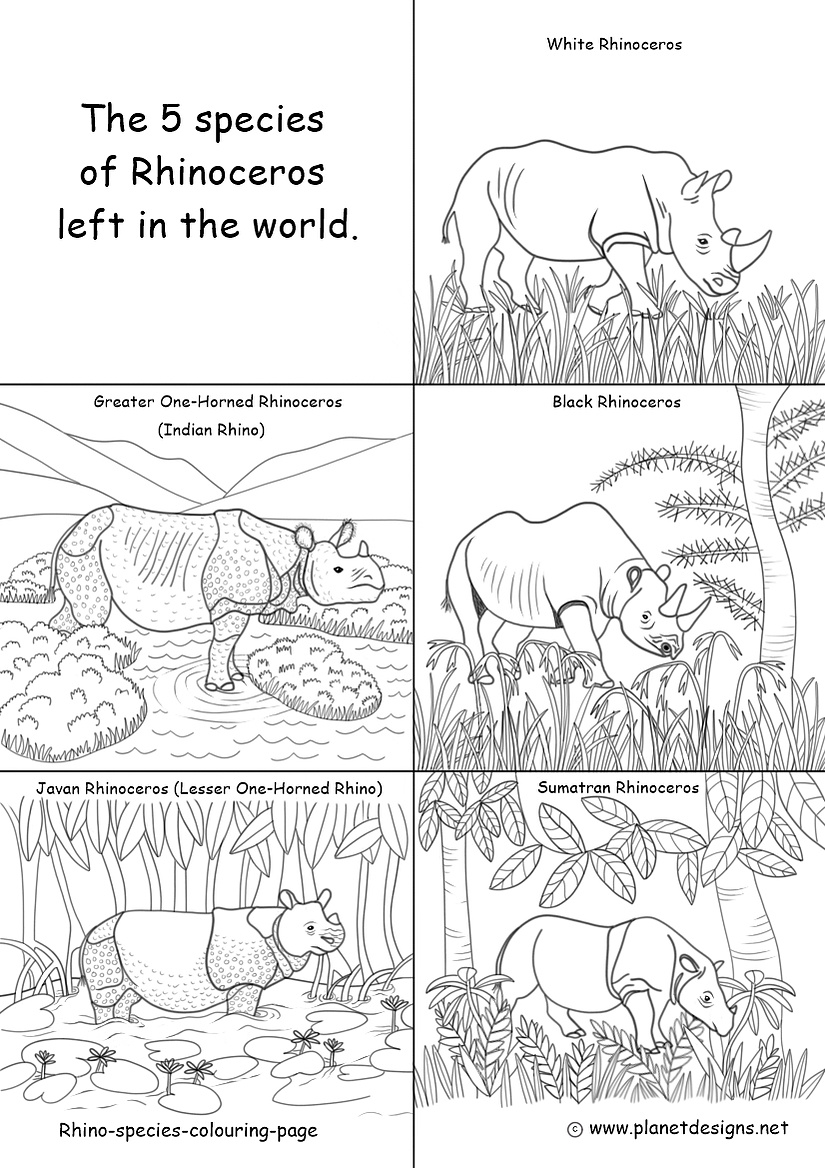 Rhino species colouring page - Planet Designs Kids - Planet Designs
