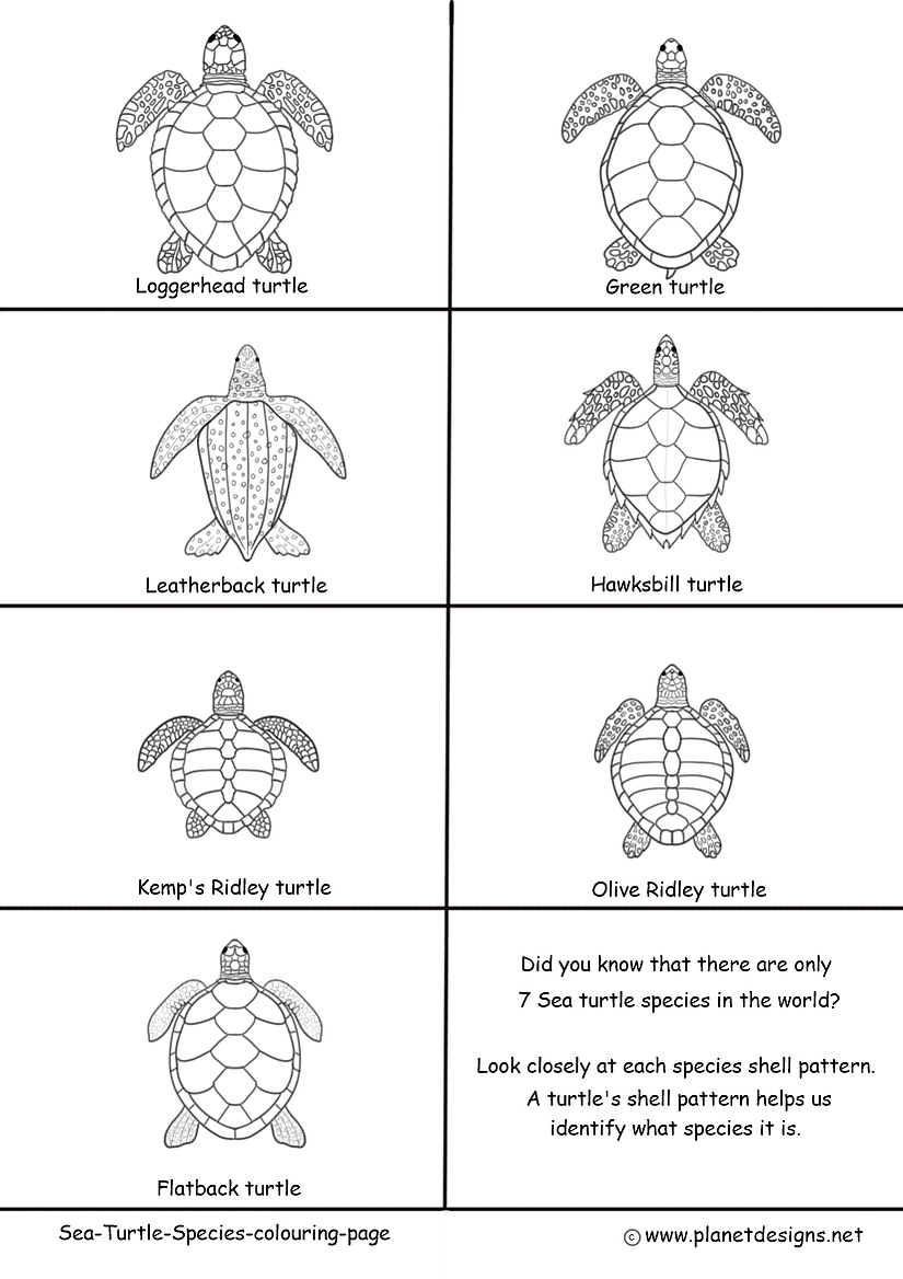 The 7 sea turtle species in the world are all  illustrated on this colouring page which include Loggerhead, Green, Leatherback, Hawksbill, Kemp's Ridley, Olive Ridley and Flatback.