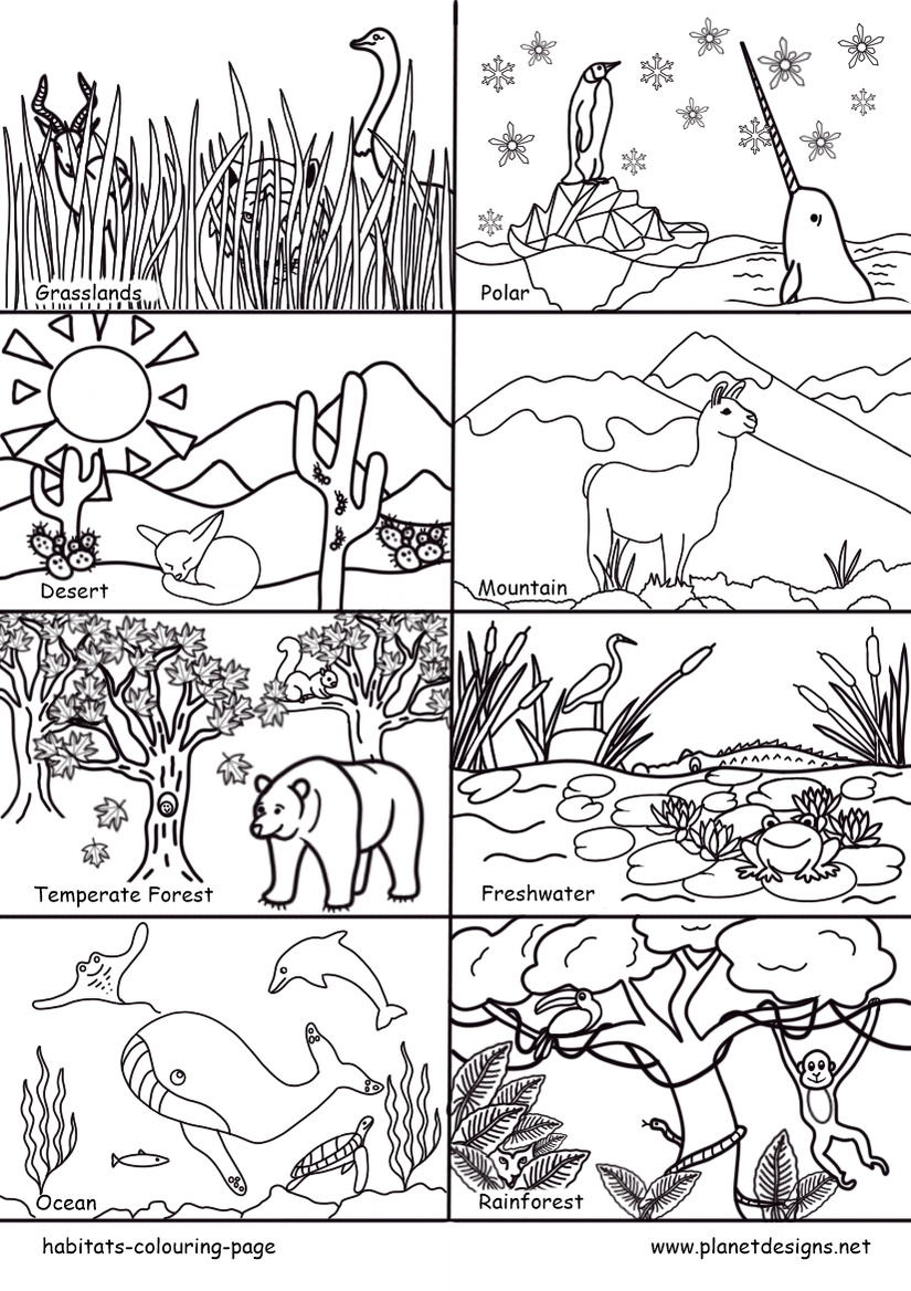 Habitats Colouring Page Designs Kids Designs