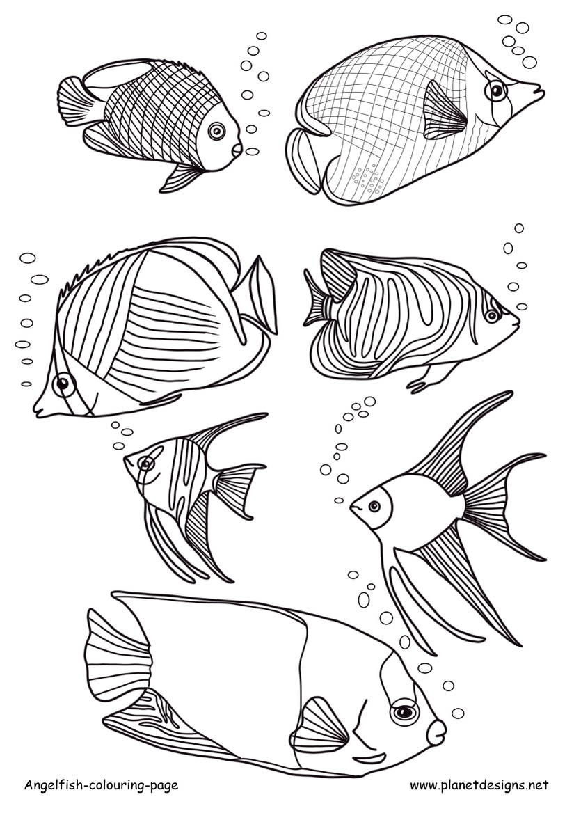 Angelfish-colouring-page - Planet Designs Kids - Planet Designs