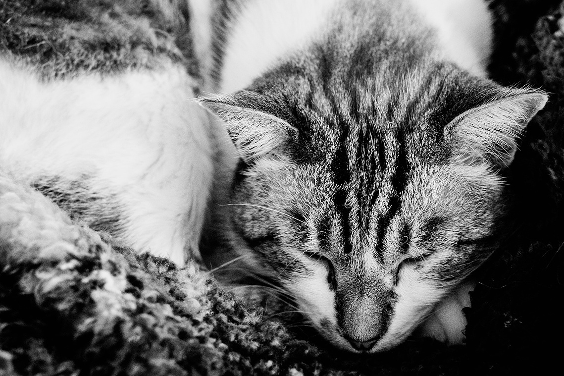 Theo sleeping on the sofa
