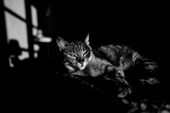 Cat on the sofa in the twilight 