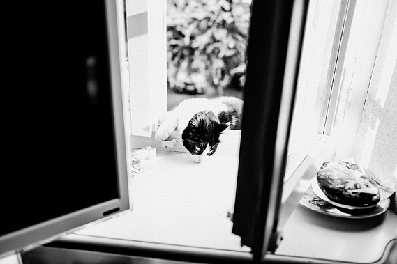 Cat playing through a window