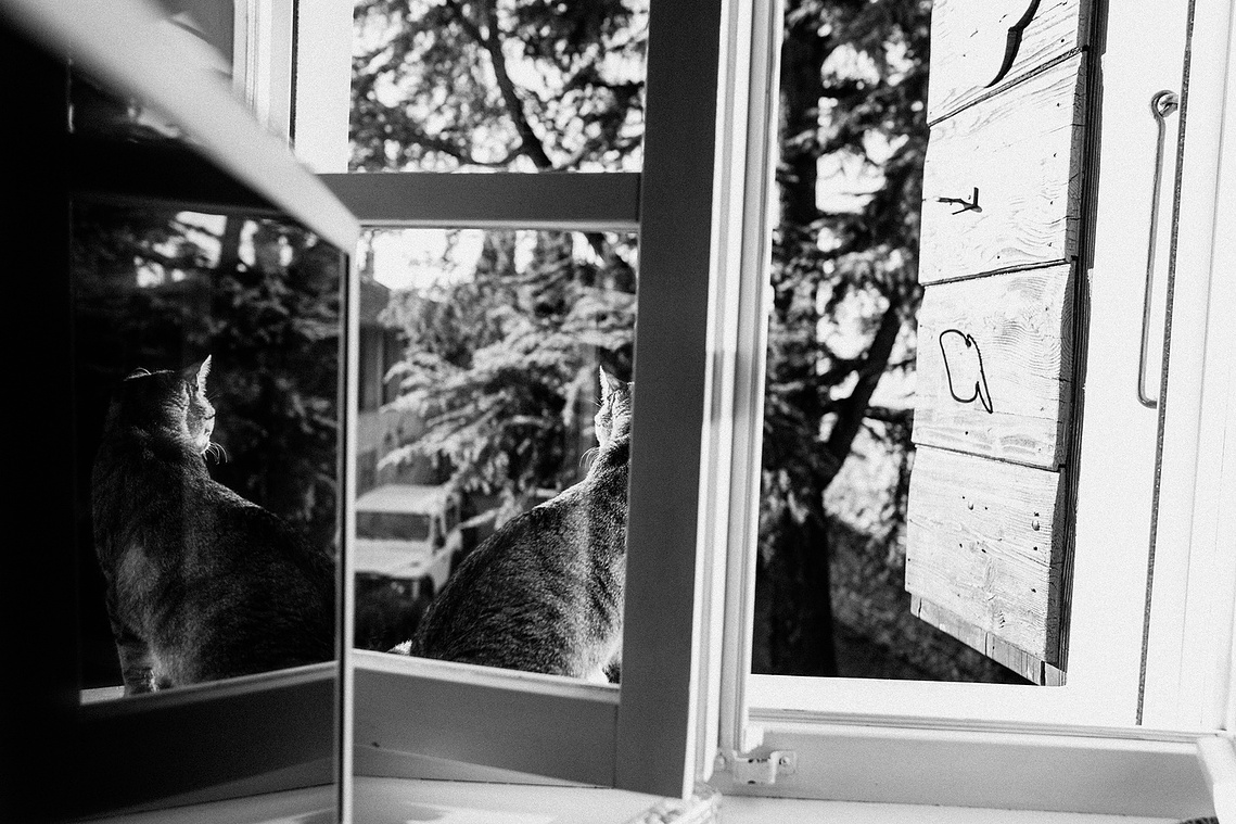 Cat on the roof reflecting from the computer monitor