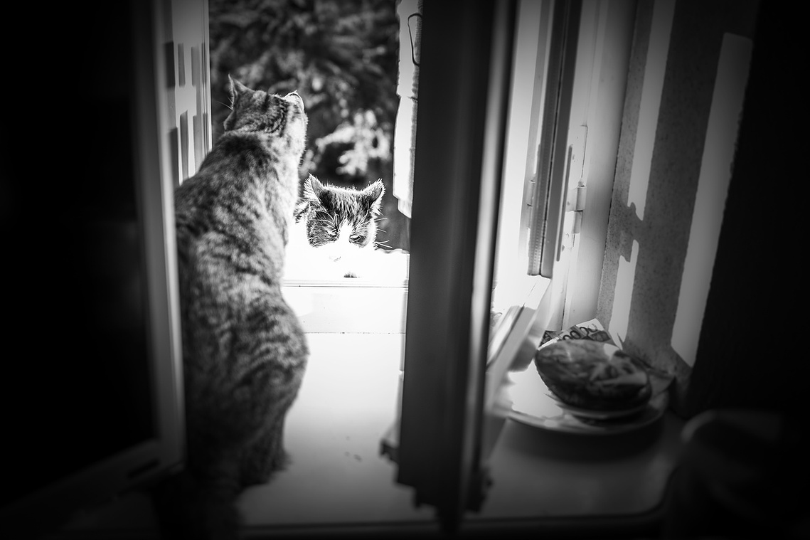 Two cats from an open window