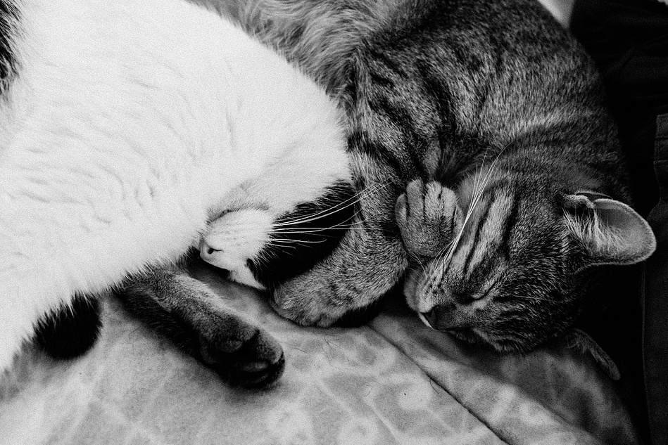 Two cats sleeping on the sofa