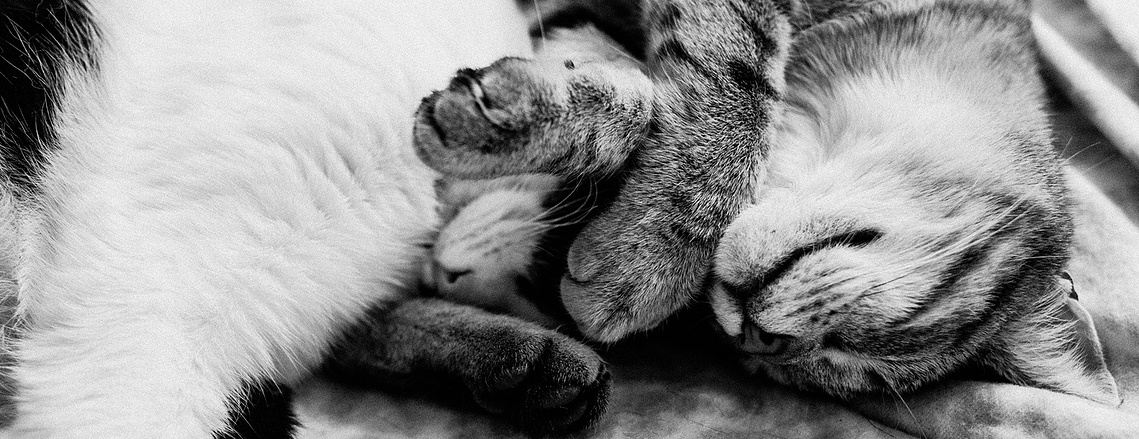 Two cats sleeping on a sofa