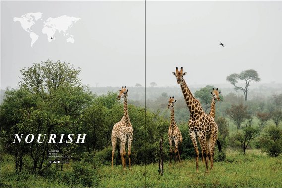 A spread from a title page of the magazine, showing a photo of giraffes and text that reads 