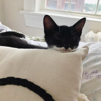 My cat, Kitty, as a youngster, peering his tiny head and ears over a pillow. 