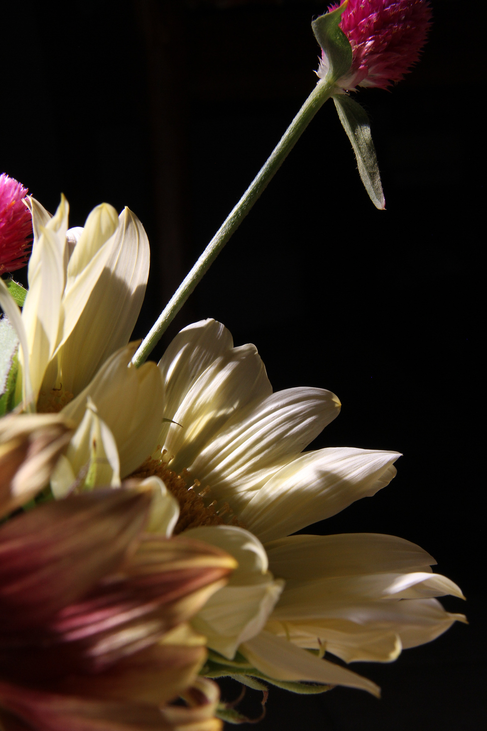 Dramatic photography of a bundle of flowers, including pale yellow sunflowers and bright pink gomphrena
