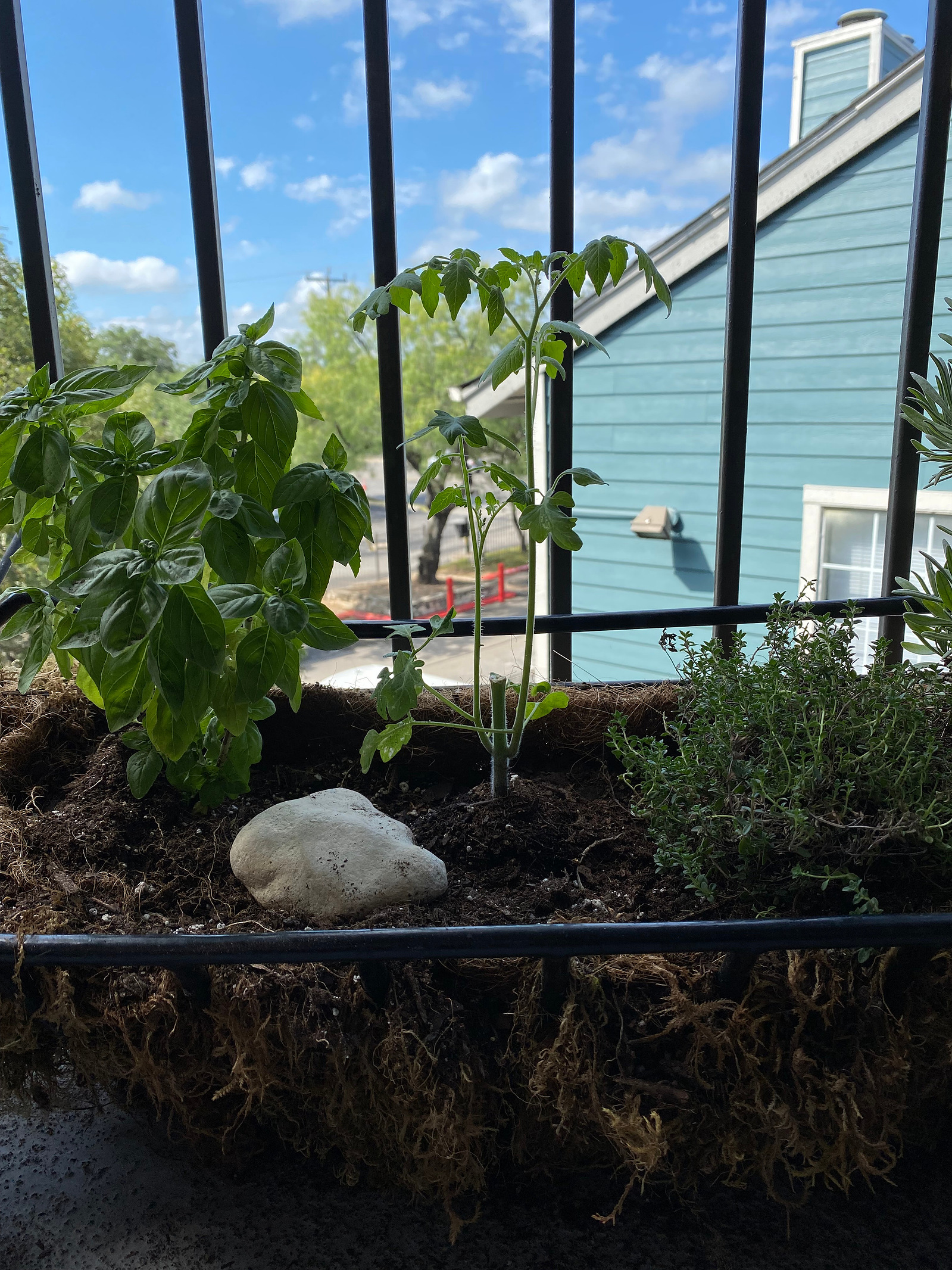 This is a series of photos showing a cherry tomato plant's growth from a small sprout to a large fruiting plant.