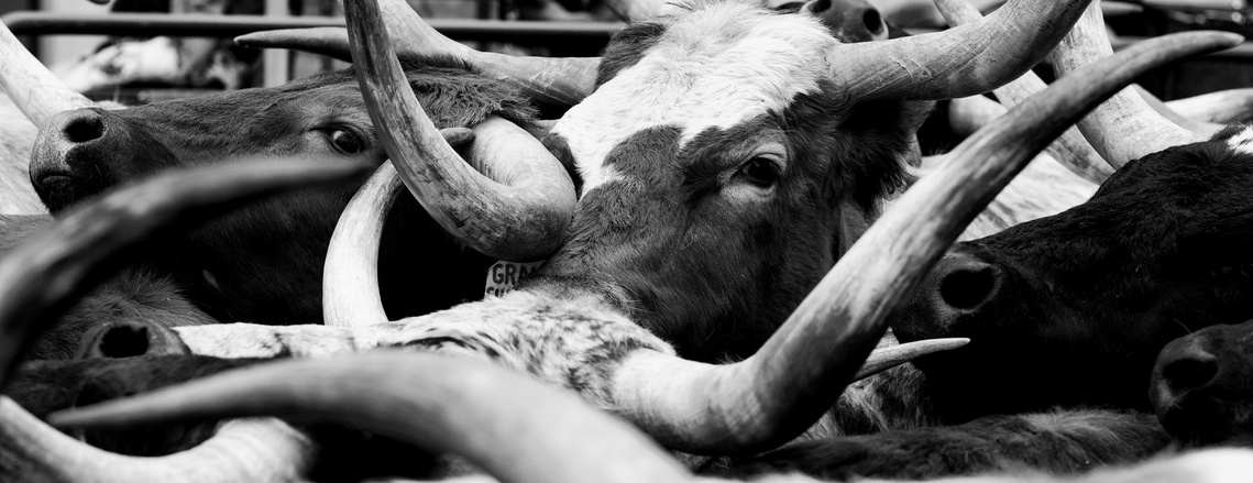 Stock Show project by documentary photographer Jason Paul Roberts