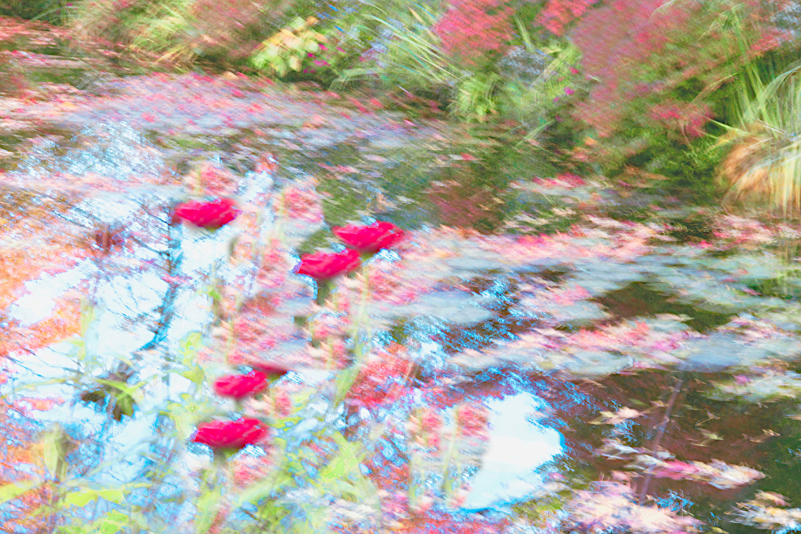 Water Lily in Claude Monet Garden at Giverny
