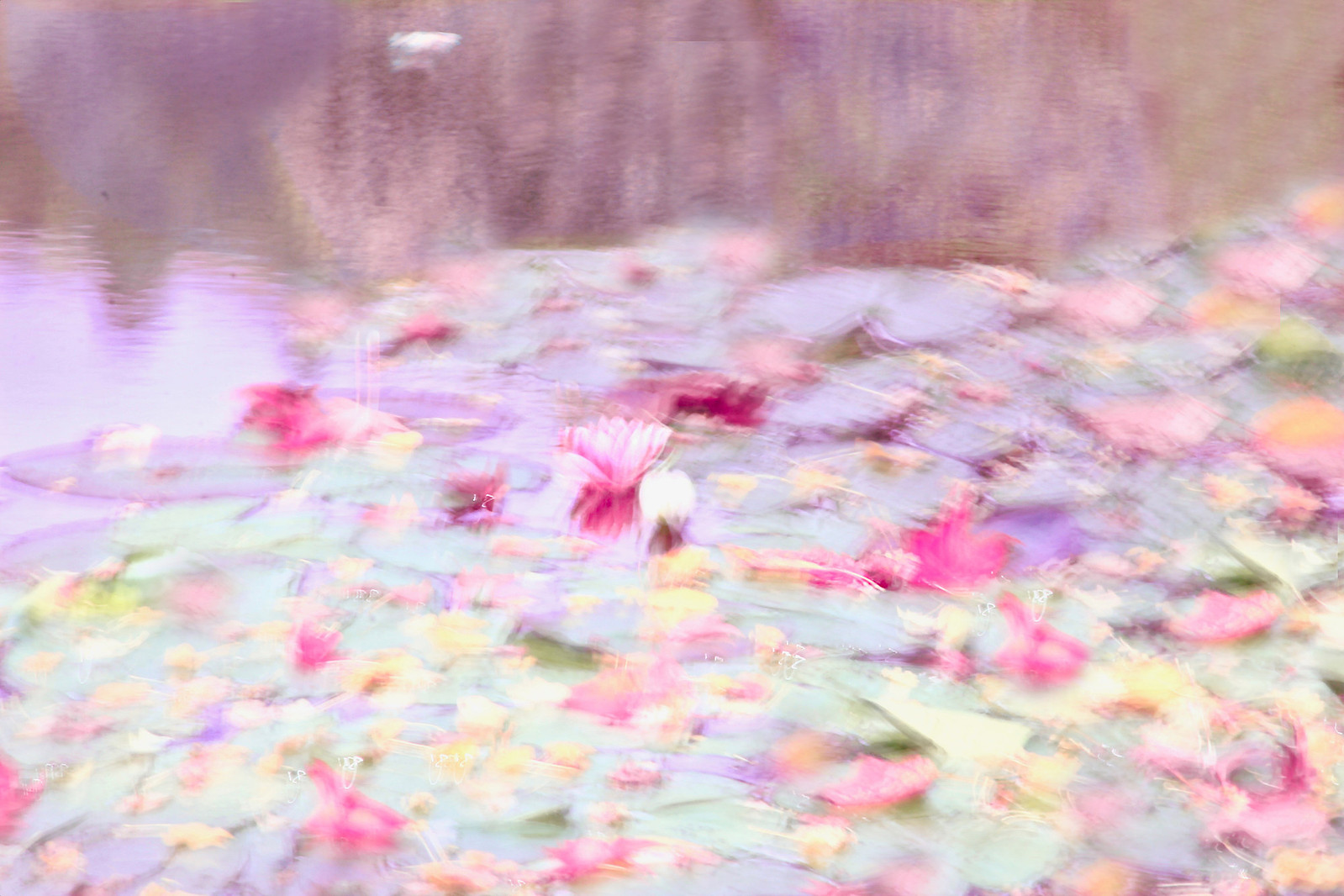 Water Lily in Claude Monet Garden at Giverny
