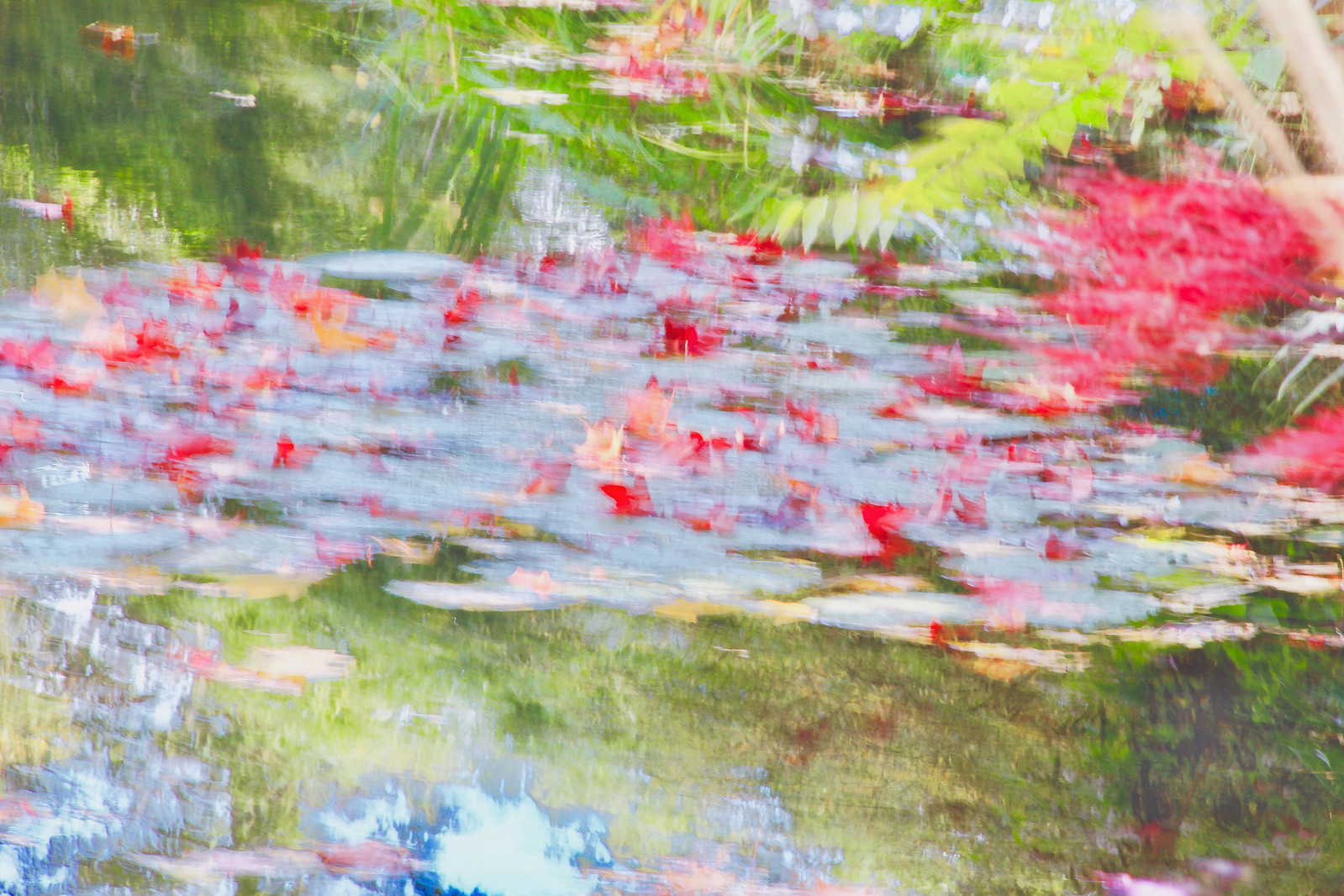 Water Lily in Claude Monet Garden at Giverny