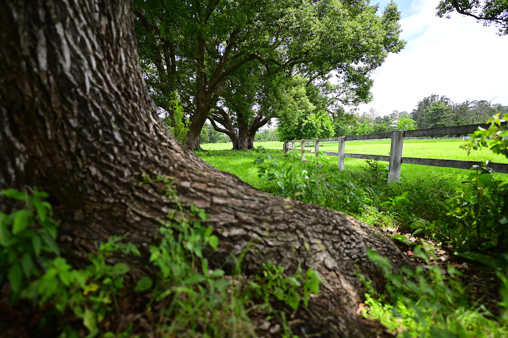 Tree root