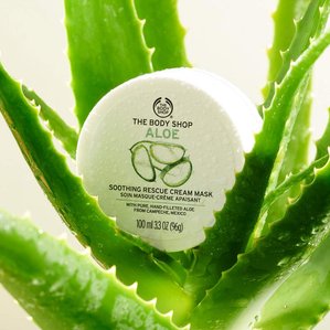 The Bodyshops Aloe Vera soothing rescue cream mask positioned in an Aloe Vera plant. Photographed and styled by cosmetic photographer Tom Hargreaves in his studio in Exeter, Devon