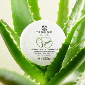 The Bodyshop Aloe Vera soothing cream mask standing in an aloe vera plant. Photographed and styled in Exeter, Devon