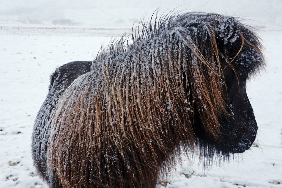 Icelandic horse, Iceland