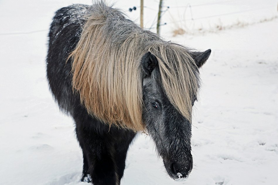 Icelandic horse, Iceland