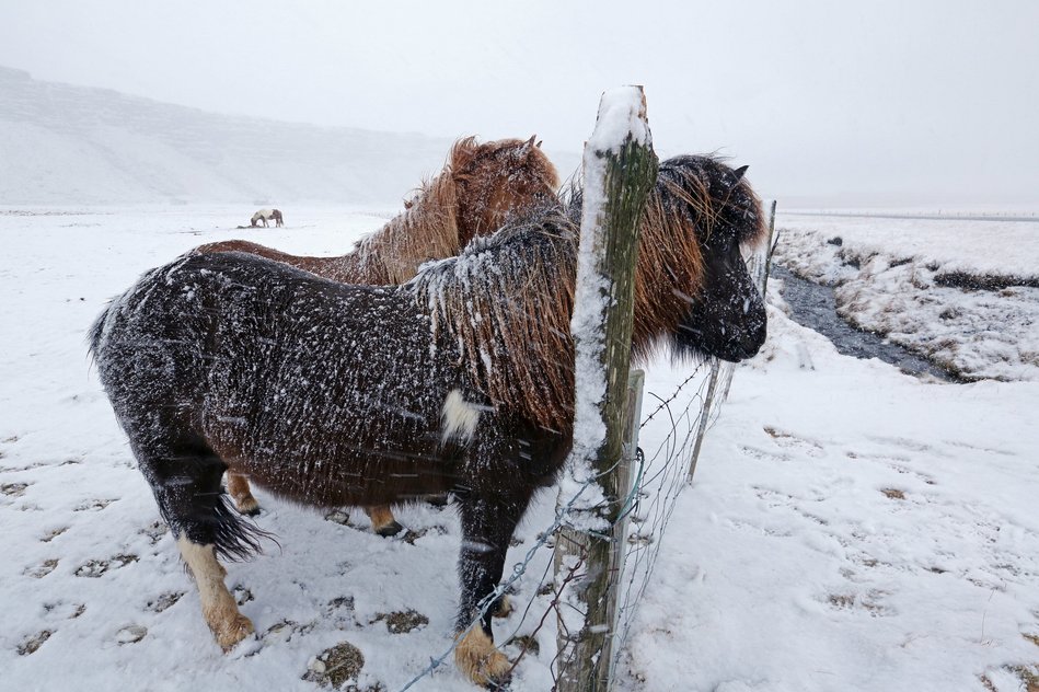 Icelandic horse, Iceland