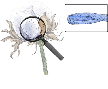 Close-Up Illustration of a Cotton Plant with Emphasis on Cotton Fiber Extraction – Detailed View Highlighting the Source of Cotton Fiber.