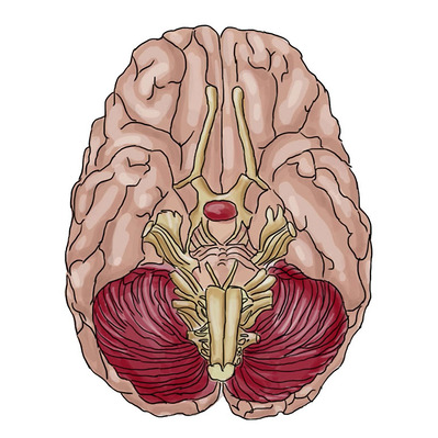 Full-color illustration of a brain created for medical and editorial purposes, featured in a Toronto Star video on concussions, aimed at educating viewers about brain health and injury impacts.