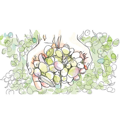 Expressive mixed media editorial illustration of two hands cupping a handful of olives from the ground, created in watercolor and ink, perfect for use in illustrated video content.
