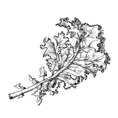 Black and white ink illustration of a kale leaf, designed for a food and beverage book section, ideal for publishing and advertising, highlighting natural textures and organic appeal.