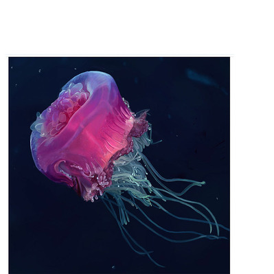 Full-color scientific illustration of a jellyfish underwater, highlighting intricate details and textures, capturing its delicate form and graceful movement in a natural aquatic environment.