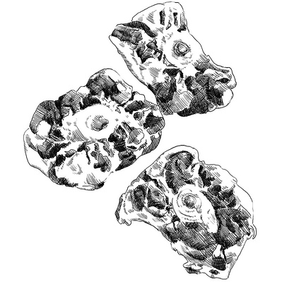 Highly detailed black and white ink illustrations of oxtail cuts, featuring intricate cross-hatching, perfect for menu items and promotional materials in the food industry.