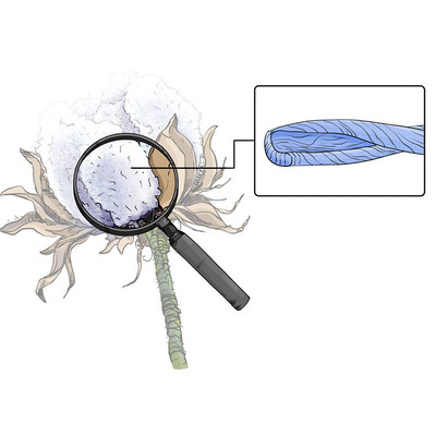 Vivid technical scientific illustration of a cotton plant, featuring a magnifying glass and a detailed microscopic view of cotton fibers, ideal for educational materials and textile studies.
