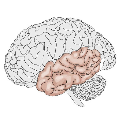 Full-color technical medical illustration of a brain, designed for a Toronto Star video on concussions, providing detailed visual information to educate viewers on brain health and injury prevention.