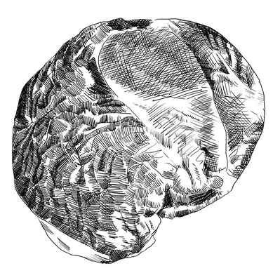 Intricate black and white ink illustrations of ribeye steak cuts, showcasing detailed cross-hatching, ideal for menu design and promotional purposes in the culinary sector.