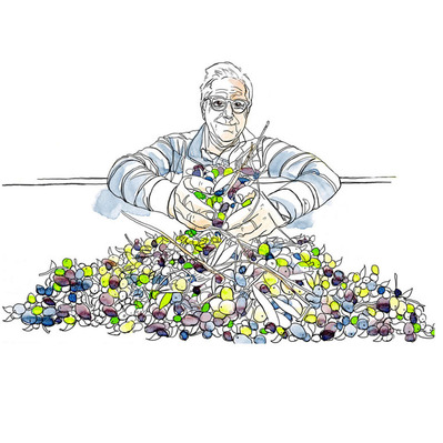 Watercolor illustration featuring a middle-aged man surrounded by a pile of olives and twigs, illustrating the olive oil production process. Created for editorial purposes, showcasing traditional craftsmanship and heritage.